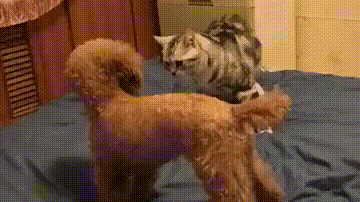 一看就不是什么正经猫